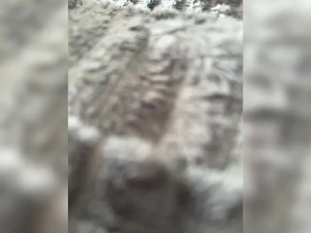 Baby-Mariposa Image 12