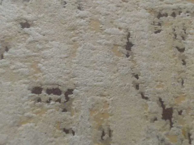 moxxito Image 14